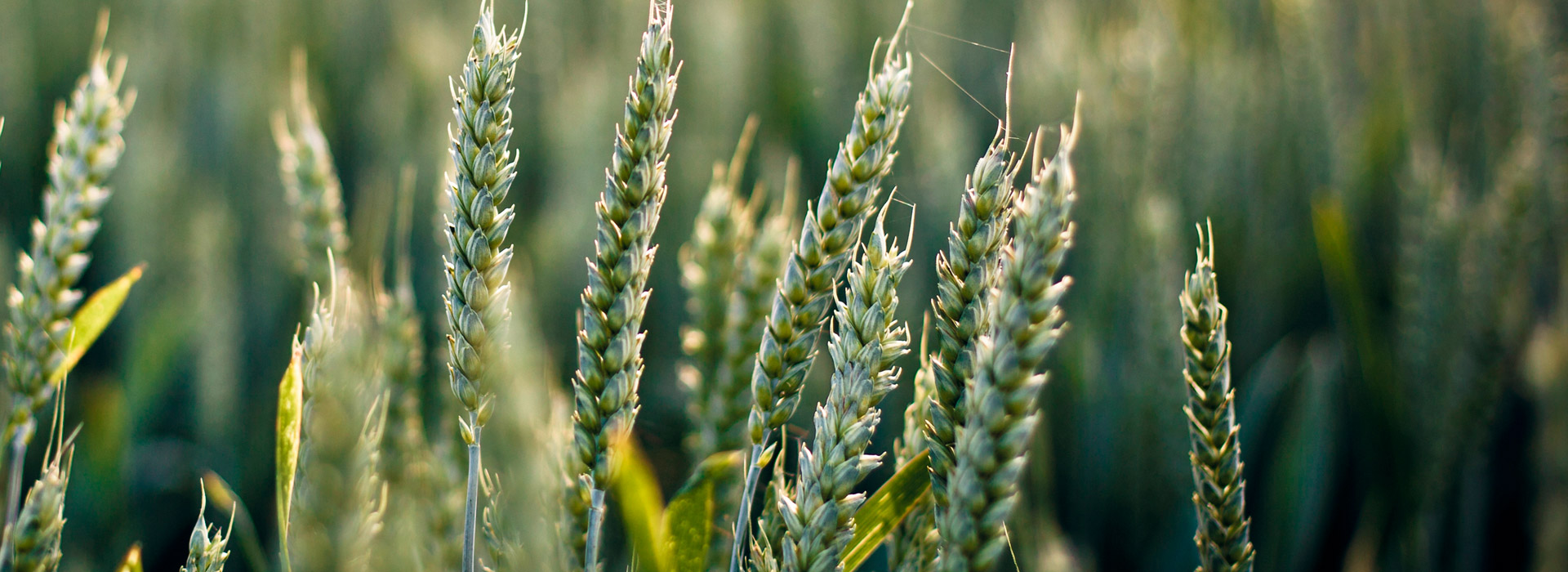 【安装包】官方的ddos在线攻击平台